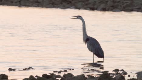 great blue heron calling on rocky beach shore in the morning