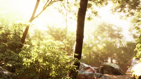 evening forest with sun and volume light