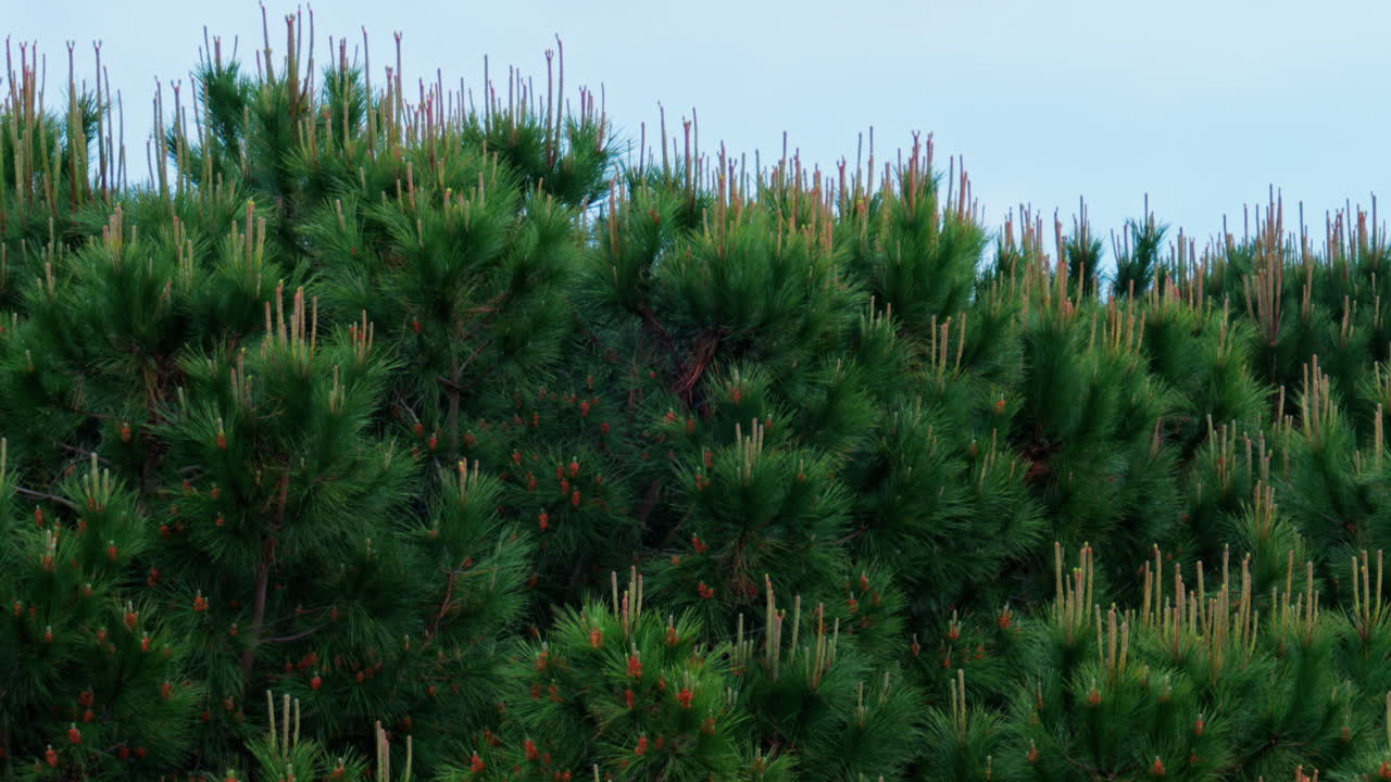 View of pine tees moving in the wind while raining