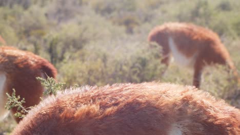 manada de guanacos pastando en los prados de la patagonia argentina, puerto madryn, la piel soplando en el viento