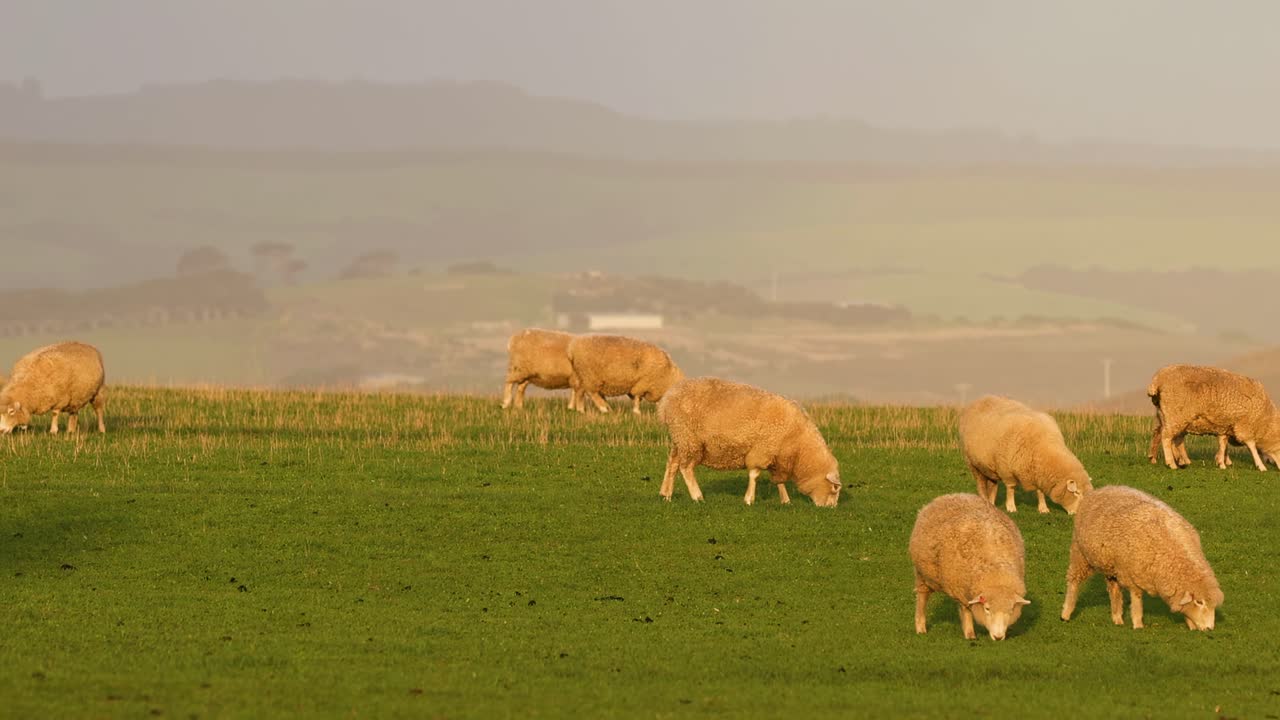 A flock of sheep peacefully grazing on a vibrant green field under a hazy sky.