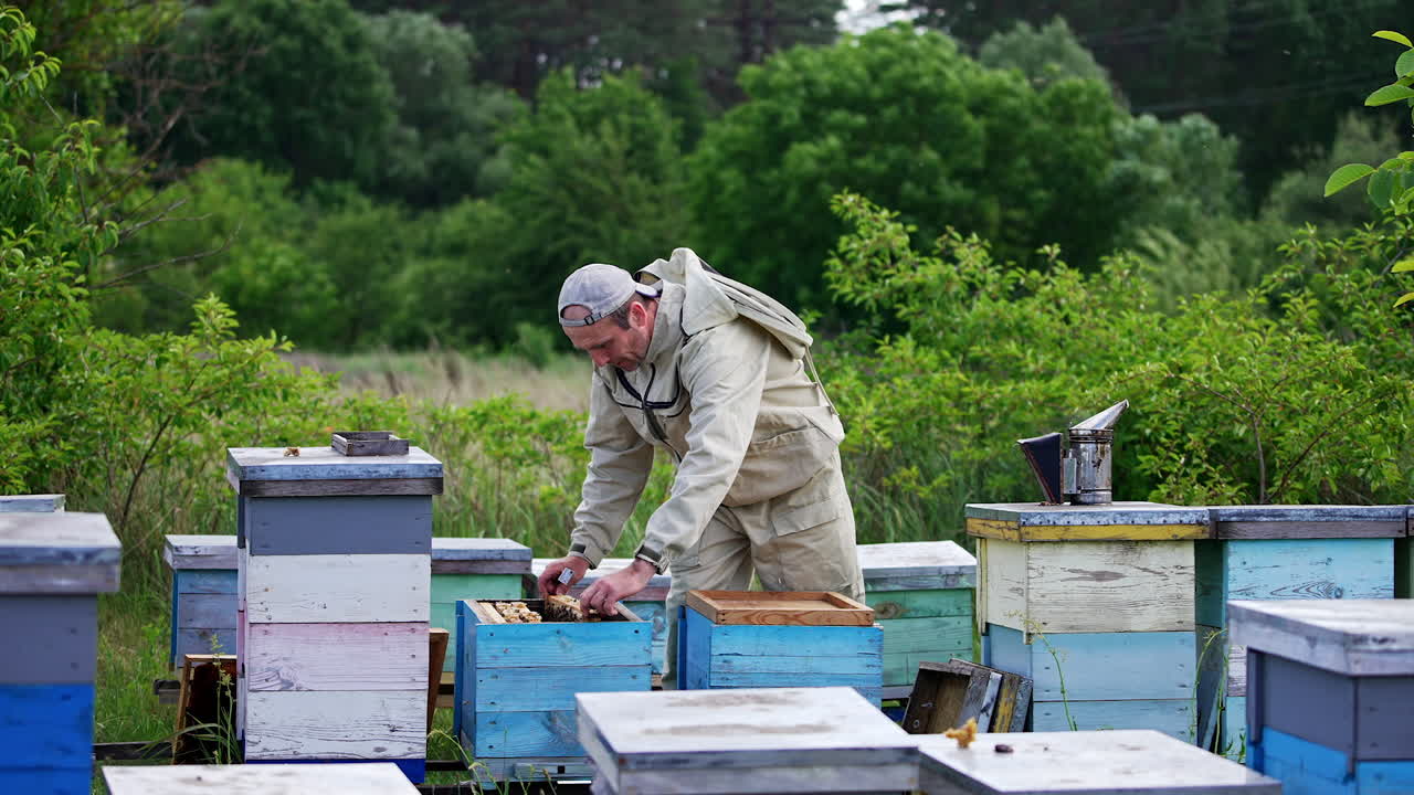 Rural bee farm with wooden hives locating in the nature. Adult Caucasian man working in the apiary checking up honey frames. Forest at backdrop.