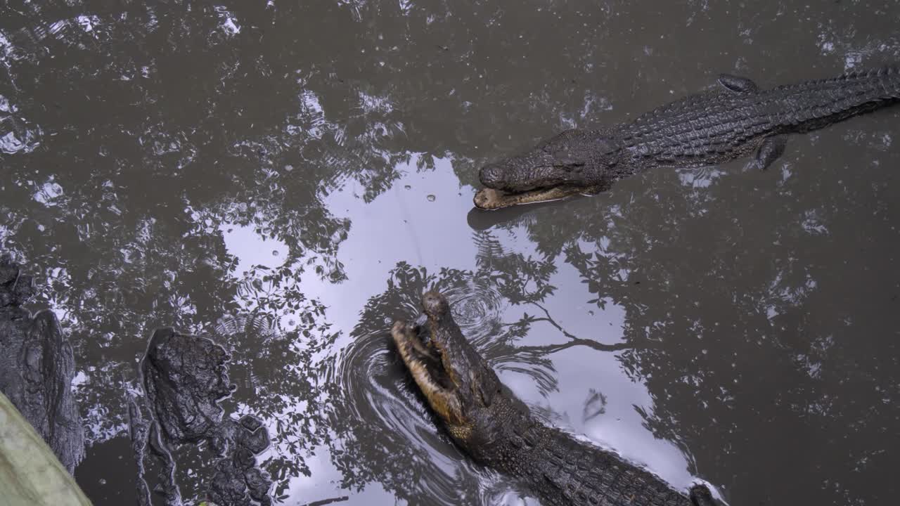 la boca se abre de par en par, la trampa cavernosa, los dientes como puñales, brillando en el aire