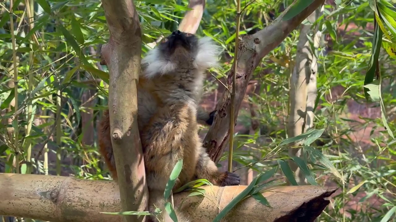 Lemure nero femmina (Eulemur macaco) su una recinzione di bambù nel parco dei lemuri. Katsaoka, Madagascar