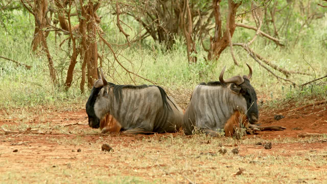 Pair Of Wildebeest Lying Down In Tsavo National Park, Kenya
