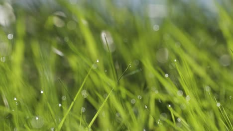 Lush-green-grass-strewn-with-morning-dew