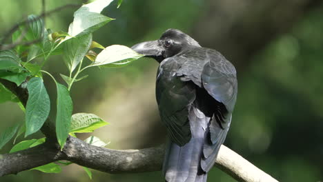 japanese large-billed crow perching on a tree branch with green foliage