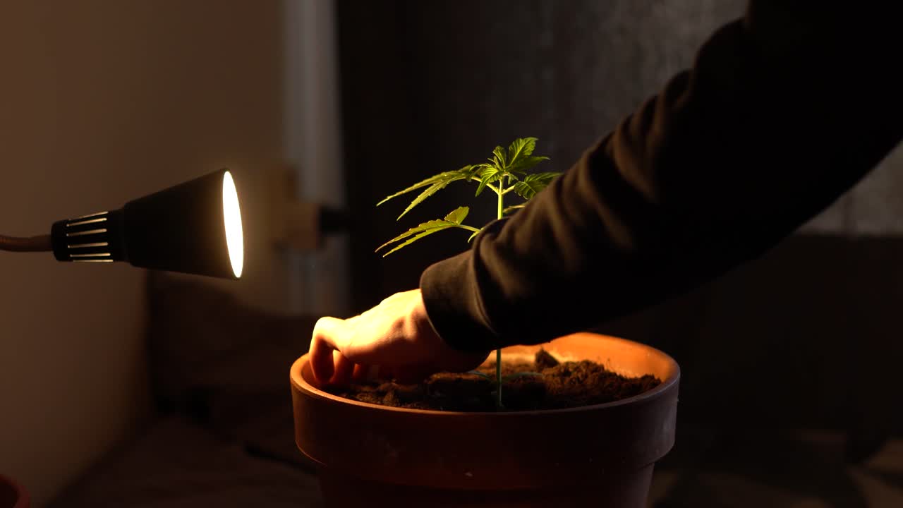 hombre anónimo que mantiene una planta de cannabis de cosecha propia con drogas recreativas de luz amarilla, cultivo, cultivo de drogas en casa