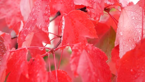 rain drops, red autumn maple tree leaves. water droplet, wet fall leaf in forest