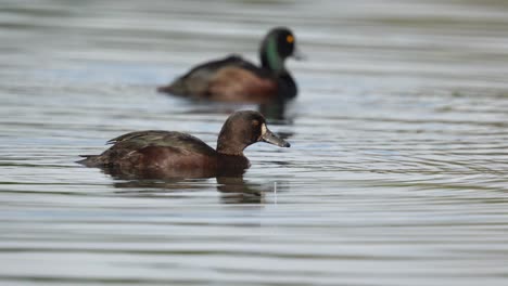 female new zealand scaup duck dives underwater in slow motion on a lake