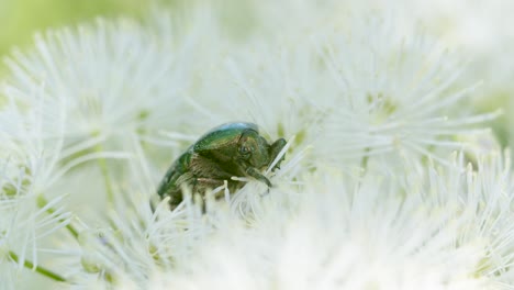 Grüner-Rosenkäfer-Cetonia-Aurata,-Der-Pollen-Auf-Blumenmakro-Nah-Oben-Isst