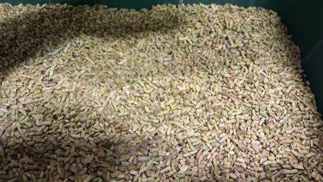 eastern gammagrass seed to be used as cover crop, sold by a small business that sells and exports seeds to farmers who are concerned about soil health