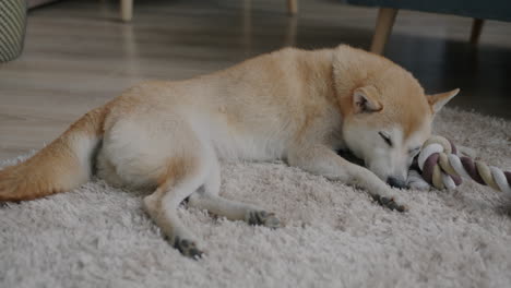 shiba inu dog sleeping on a rug with a rope toy