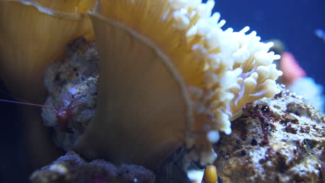 pequeño camarón rojo, anémona y pez payaso en un acuario