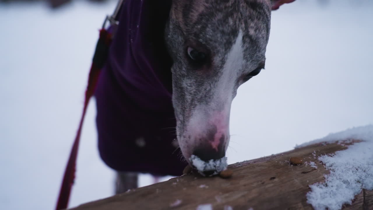 Greyhound dog in purple coat sniffs snowy log outdoors in winter forest, discovering kibble resting on wooden surface. Focused curious behavior captured in close-up highlighting textures, contrast