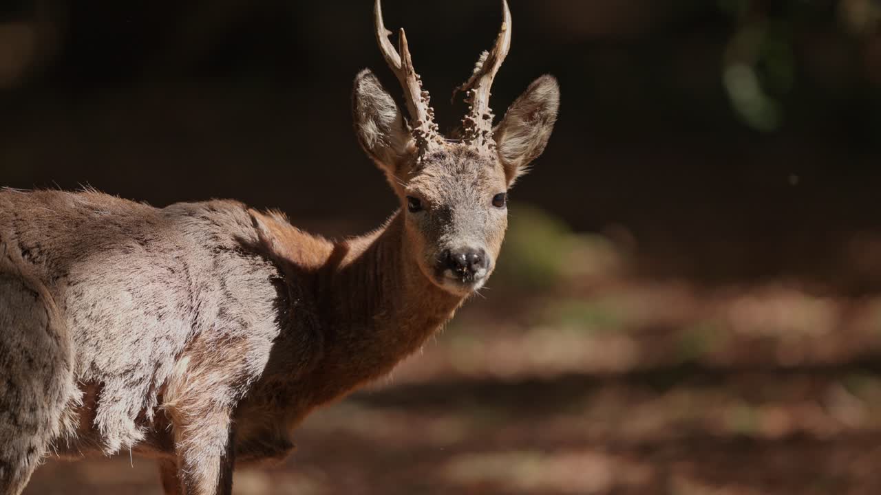 Curious roe deer in sunlight, turning its head alertly in a forest clearing