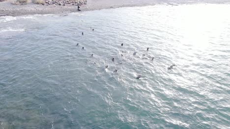 바야 부스타만테의 해변에 휴식을 취하는 다른 의 다른 부분으로 해변에서 수영하는 바다 사자의 무인기를 보여주는 드론