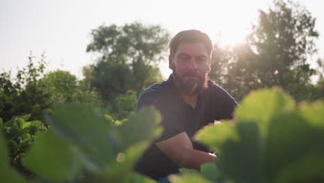 bearded man pausing from tending strawberry plants in sunlit field, sunlight glow highlighting beard and foliage as he looks thoughtfully over dense green leaves