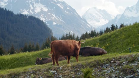 highland cow walking uphill on a organic farm in the alps with beautiful mountain view