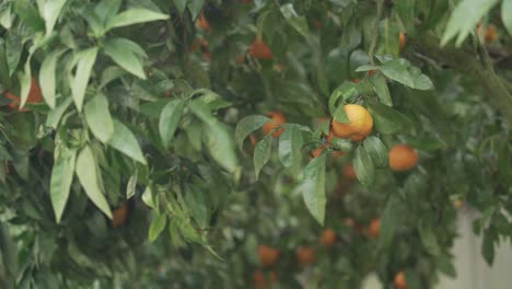 mandarin tree on a windy day