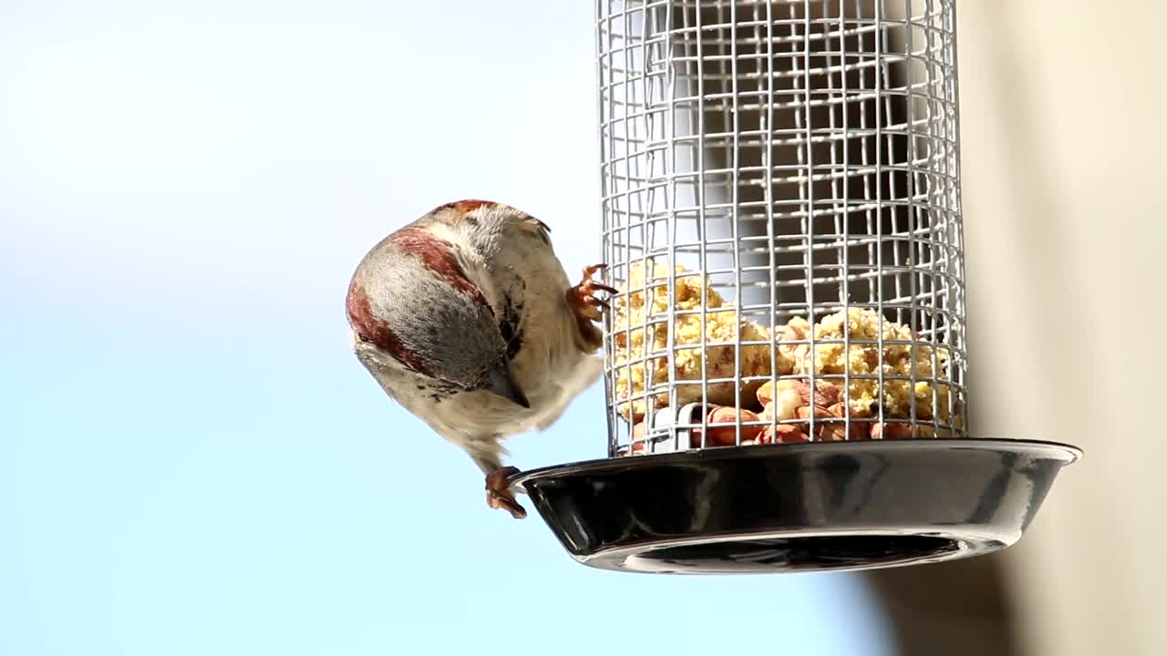 House sparrow comes flying in home garden eating food from feeding cage and flies away. Eurasian tree sparrow balancing on the feeding cage. Bird enjoys the cake kept over the cage.