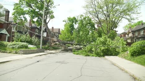 a-Dolly-shot-showcasing-a-wide-view-of-the-tree-that-fell-during-a-massive-storm,-onto-the-powerlines-cutting-power-to-many-people