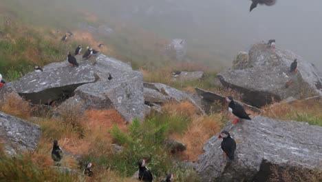 Atlantic-puffin-(Fratercula-arctica),-on-the-rock-on-the-island-of-Runde-(Norway).