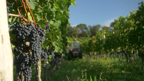 tractor in vineyards are harvesting grapes. blue sky