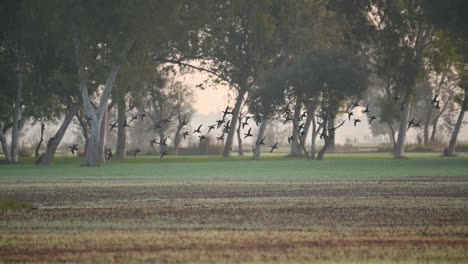 flock of ducks flying in fields