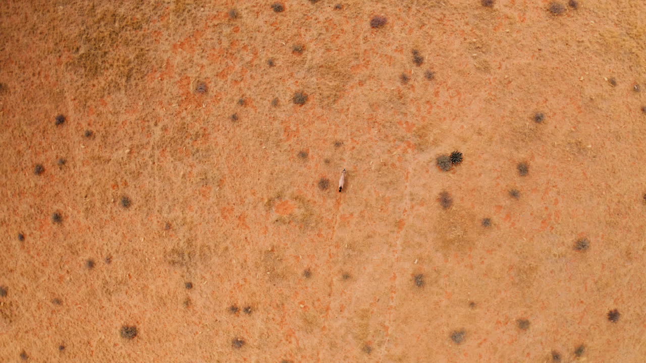 Aerial View of a Desert Landscape with Animal