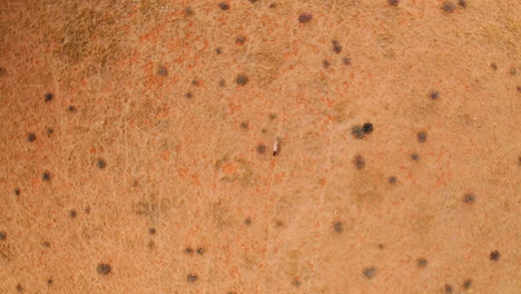 aerial view of a desert landscape with animal