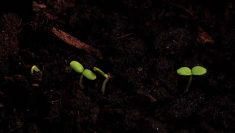 semillas frescas que crecen fuera de la toma de tierra en lapso de tiempo