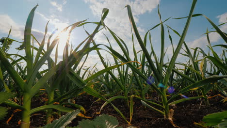 the sun will enter through the leaves of garlic in the garden