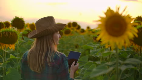 a female walks across the field with big yellow sunflowers and examines them. she writes their characteristics to ipad.