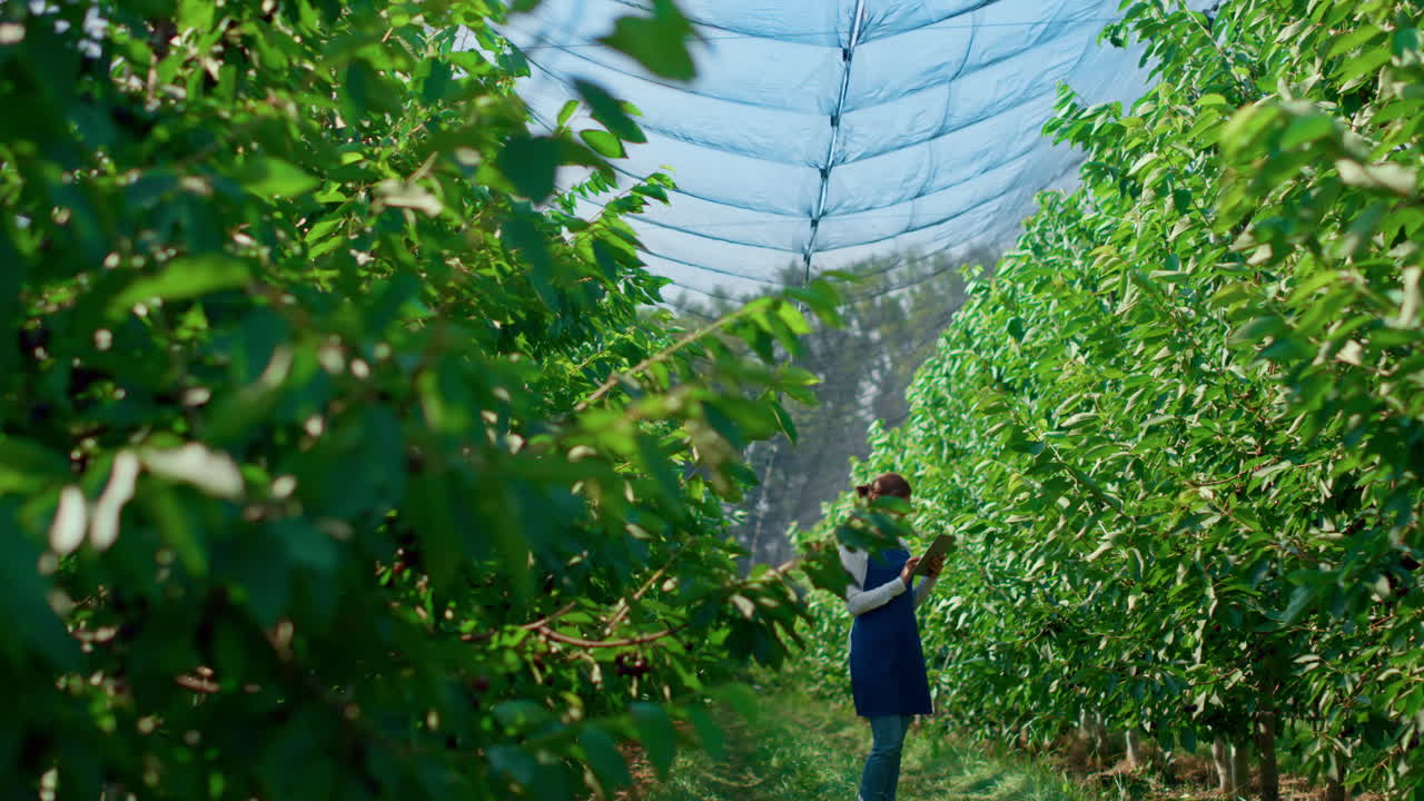 농부 여성 이 여름 과수원 에서 디지털 태블릿 으로 나무 수확 을 확인 하고 있다