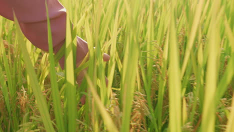 Mano-Femenina-Cerca-Mujer-Caminando-En-La-Naturaleza-Al-Atardecer-Mientras-Toca-Cultivos-De-Arroz-En-Plantaciones-De-Campo