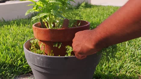 pruning fresh mint out of the pot