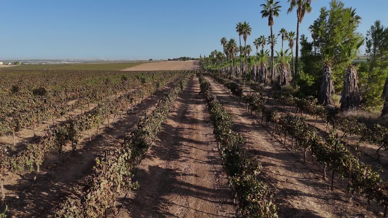 High resolution aerial drone 4K video of vineyards during a summer day in central Israel close to Hulda