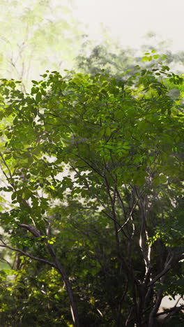 a beautiful view of a green forest with sun shining through the leaves