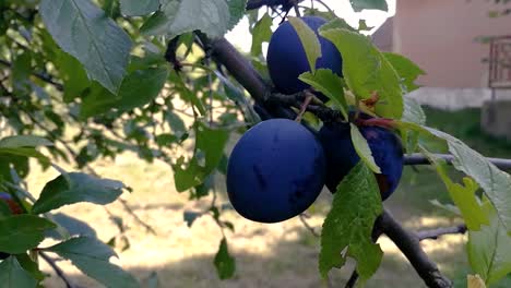 ciruelas moradas maduras colgando de una rama moviéndose suavemente con la brisa en un día de finales de verano