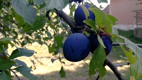 ripe purple plums hanging on a branch gently moving in a breeze on a late summer day