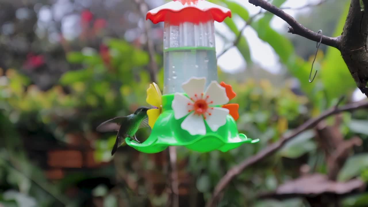 리버드, 정원 배경과 함께 새 먹이 장치에 가까이