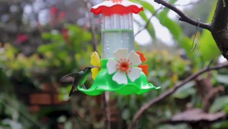 Close-Up-on-a-bird-feeder-with-Hummingbird,-garden-background