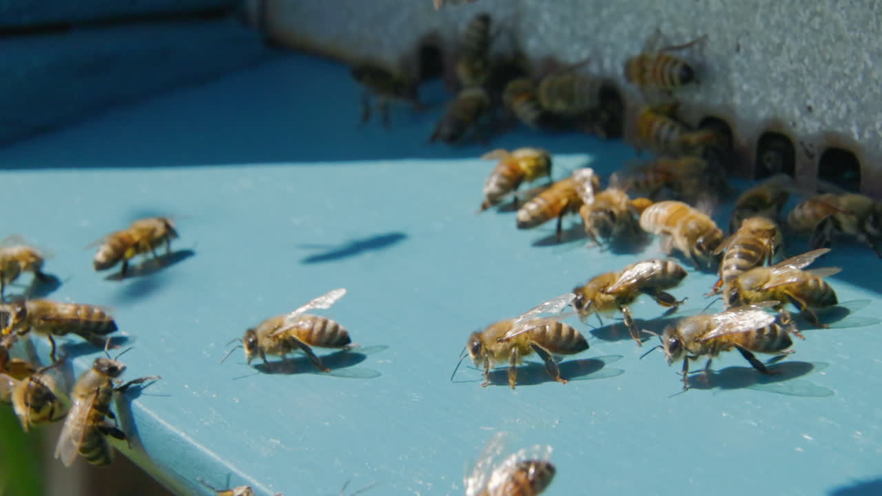 Close-up of honey worker bees in front of the hive entrance. Guard bees monitor the entrance of worker and forager bees loaded with nectar and pollen