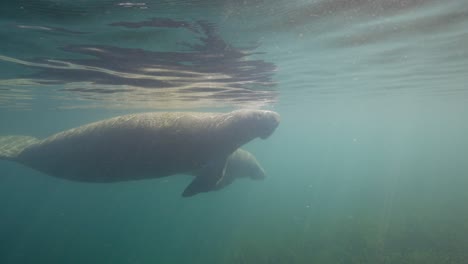 Erwachsene-Und-Babykalbseekühe-Schwimmen-Auf-Den-Sonnenwellen-Der-Wasseroberfläche