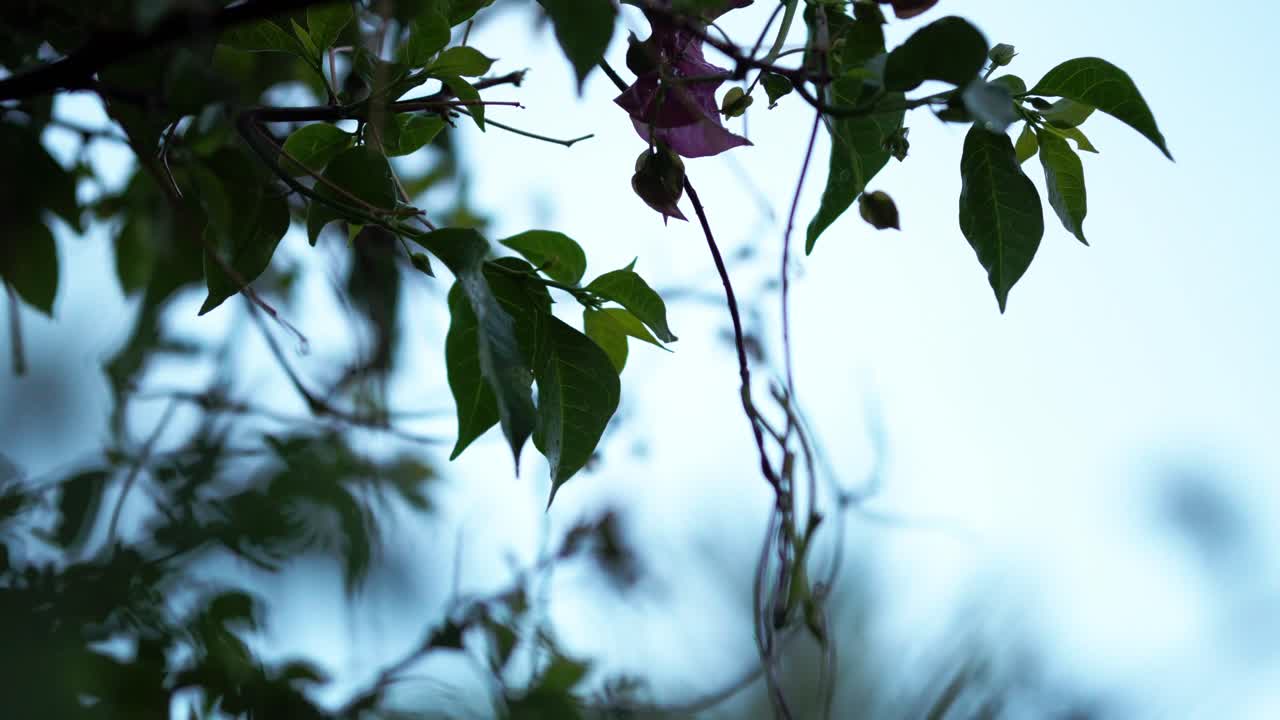 Fixed shot of silhouetted leaves and branches against a soft blue sky at dusk. Peaceful moment in a natural setting.