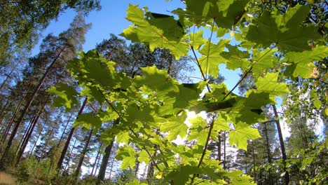 Close-up-of-green-maple-leaves-waving-in-wind