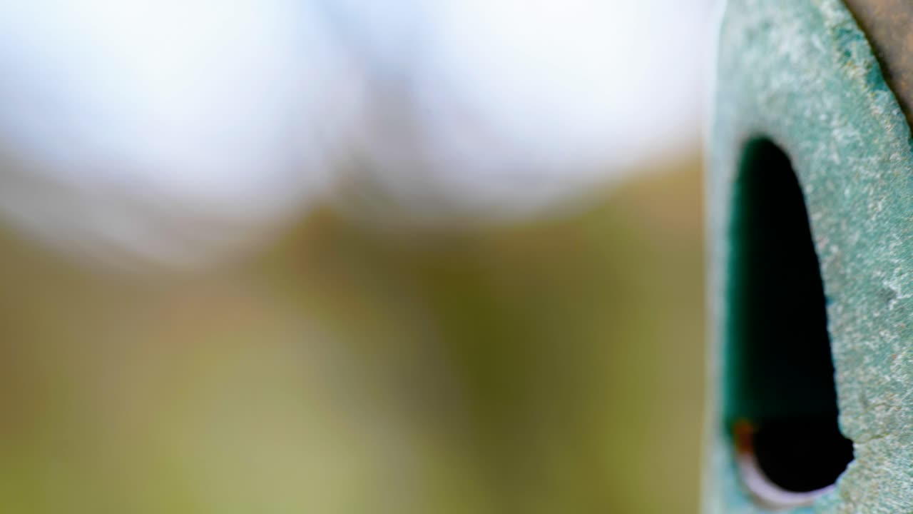 새 모이통으로 날아가 씨앗을 먹는 새의 4k 시네마틱 슬로우 모션 매크로 샷