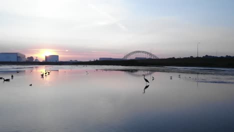 several species of wild migratory birds in shallow waters overlooking cityscape during sunset - wide slow motion shot