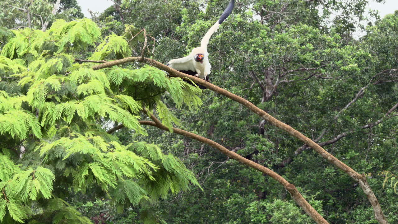 rey buitre uno persiguiendo a otro desde el árbol